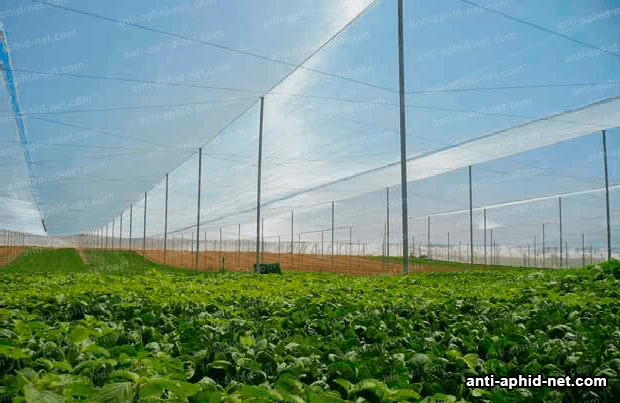 Anti-aphid crops